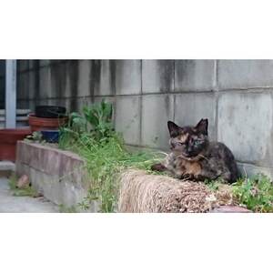 【返礼品なし】TNR活動(野良猫避妊・去勢手術助成金事業等)への寄附　1口:5,000円