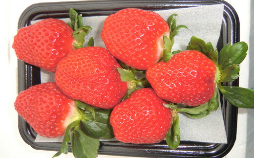 【ふるさと納税】 だるま苺 さがほのか 4パック いちご 大粒 フルーツ 果物 家庭用 訳あり イーツ こだわり 冷蔵 JA 農協 高知 だるま夕日 大錦 とよのか 苺 いちご イチゴ ストロベリー 甘い 美味しい 旬 季節 限定 贈り物 ギフト プレゼント 宿毛市 高知県 11000円