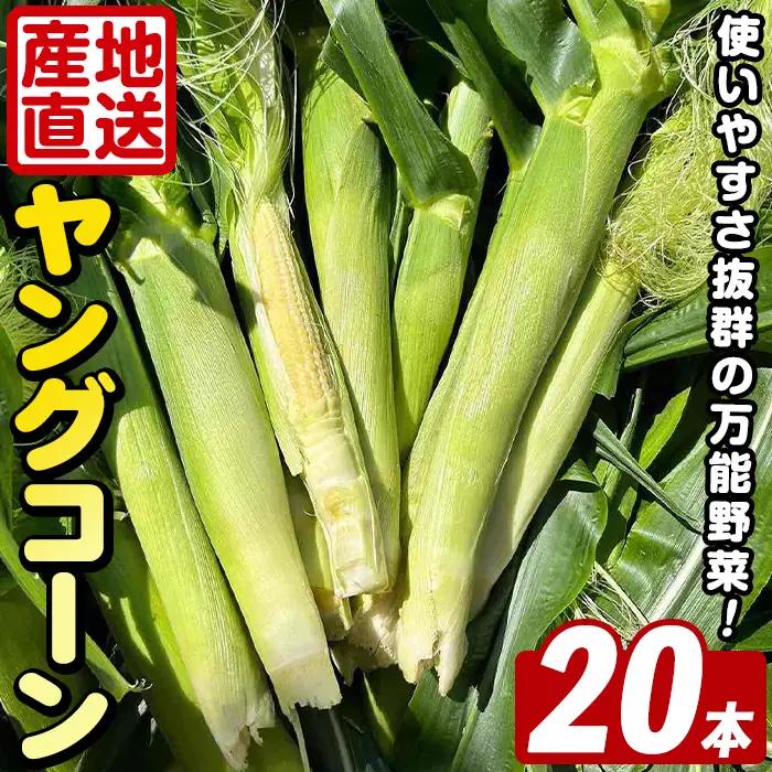 ヤングコーン (20本) 国産 野菜 ヤングコーン 鹿児島県産 阿久根市産 天ぷら フライ 中華炒め 肉巻き 【うとさんち】akn067-17