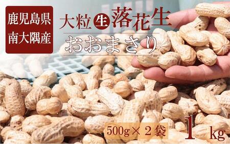 食べ応え抜群の大粒落花生「おおまさり」５００g袋×２袋≪数量限定≫★7月中旬より順次発送★鹿児島県産