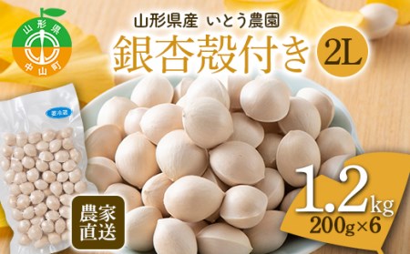 農家直送銀杏殻付き 2Lサイズ 1.2kg（200g×6）山形県産 ぎんなん《いとう農園》 茶碗蒸し おつまみ 季節限定 F4A-0310