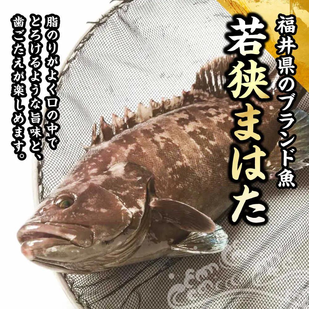 【着日指定可能】【冷蔵でお届け】若狭まはた刺身と姿煮のセット2人前   小浜市 / 若狭ふぐの宿 下亟 【配送不可地域：北海道・沖縄・離島】  [BFAF018] 
