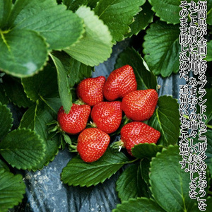 【化粧箱入】あまおう大福 16個 50g×8個×2箱(計800g) 吉富町/株式会社博多漁師の里[BGAE048]