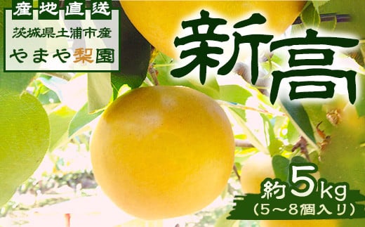 【先行予約】新高約5kg（5～8個入） ※2025年9月中旬～9月下旬頃に順次発送予定【茨城県産】 ※離島への配送不可