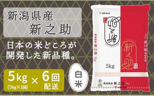 
                  【定期便全6回】新潟県産新之助5kg（受注の翌月から毎月配送）｜新潟県　新潟　米　おこめ　お米
                