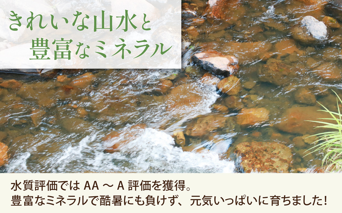 【先行予約】【令和8年産 新米】勝山産 コシヒカリ 玄米 10kg（5kg×2袋）※2026年9月中旬頃より順次発送予定 [B-079005]
