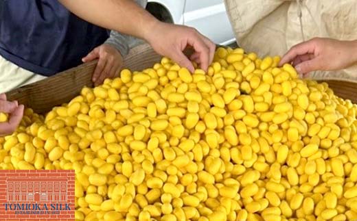 国産富岡シルク 富岡シルク ぐんま黄金 ボックスシーツ 贈り物 ギフト 国産 F21E-417