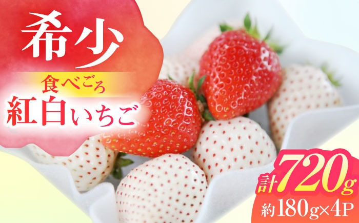 【希少】 朝摘み 愛知県産 いちご紅白セット 約180g×4パック いちご 白いちご ギフト 愛西市 / くぼ苺農園[AECJ006]