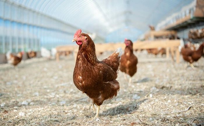 マヨネーズ マヨ 調味料 たまご 卵 鶏卵 玉子 生卵 平飼い 北海道