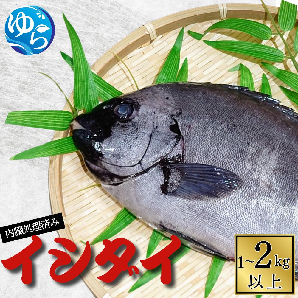 【ふるさと納税】＼レビューキャンペーン中／ イシダイ 内臓処理済み【容量が選べる】1kg～2kg / 石鯛 魚 お魚 さかな 食品 海の幸 海鮮 カイセン 塩焼き 煮付け 内臓処理済み 冷蔵 海鮮類 焼き魚 和歌山県 由良町
