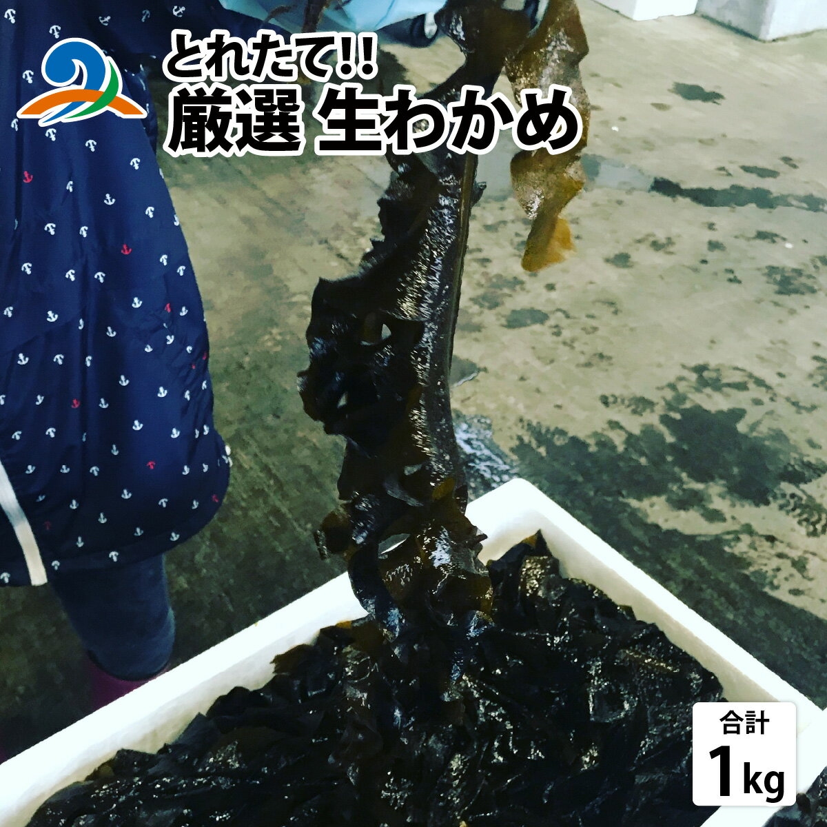 【ふるさと納税】【先行予約】【とれたて！！】厳選生わかめ1.0kg【2026年4月上旬ごろ順次発送】／ 新鮮 お造り 刺身 晩酌 食卓 BBQ 冷蔵 送料無料