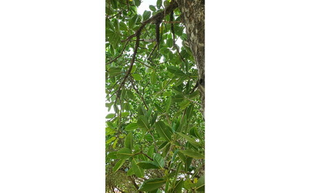 Natural Essence TAMANU タマヌオイルインミルク 乳液 50ml エイジングケア スキンケア 保湿 化粧品 美容液 沖縄市 / 株式会社すまエコ[BCBJ007]