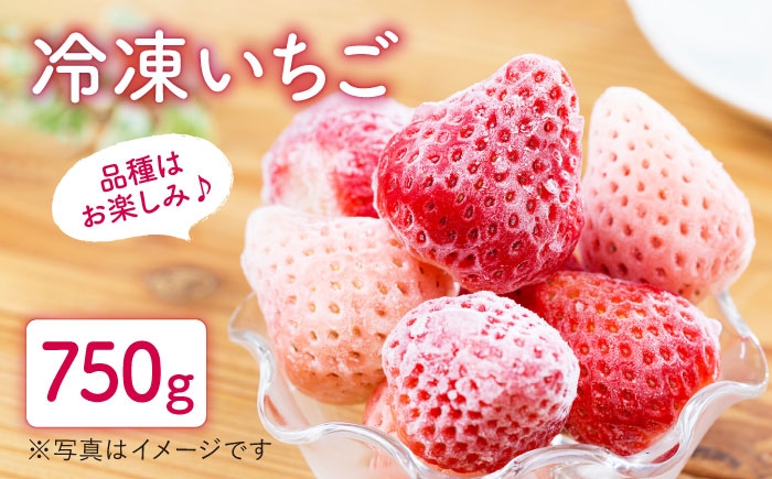 
                  【2026年5月以降発送】冷凍いちご おまかせ 詰め合わせ 750g【岸川農園】冷凍いちご 冷凍 冷凍苺 冷凍イチゴ スムージー ヨーグルト ムース アイス ストック お菓子作り トッピング 国産 佐賀県産 さがいちご アフター対応 九州 佐賀県 白石町  白石 [IAP002]
                
