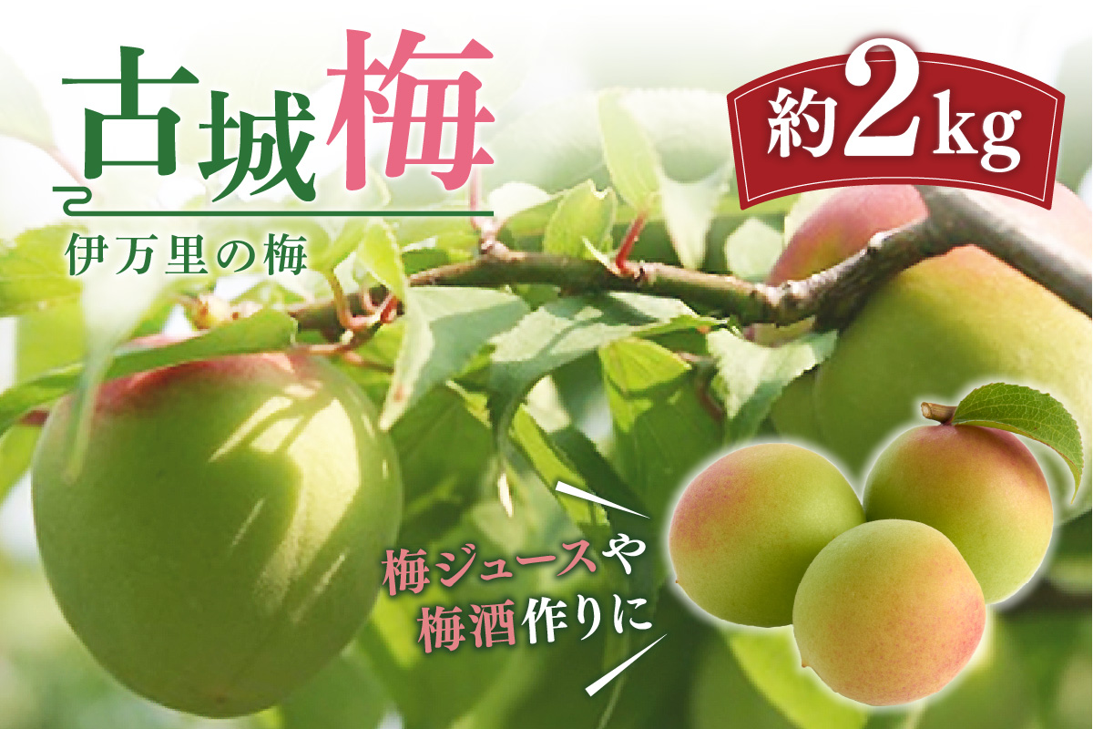 伊万里の梅 古城梅  B726