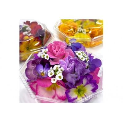 ふるさと納税 伊勢原市 農家直送!加藤さんちのエディブルフラワー 5パック (1パックあたり季節のお花15輪から30輪) |  | 01