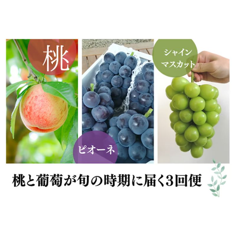 【ふるさと納税】【2026年先行予約】旬採り桃とピオーネ、シャインマスカットが届く3回便！(定期便) (岡山県産)