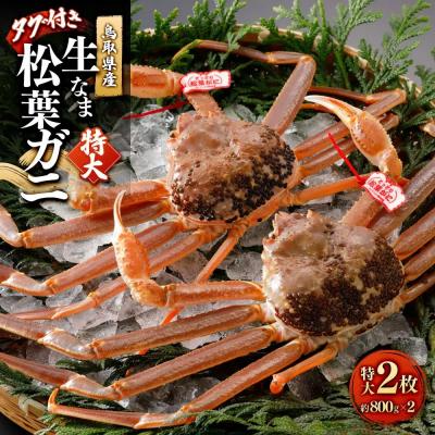 ふるさと納税 境港市 <11月中旬〜2月下旬配送予定>鳥取県産　生松葉ガニ(タグ付き)特大2枚