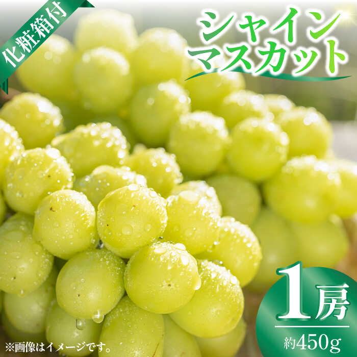 【ふるさと納税】【2026年発送先行予約】社方園の シャインマスカット 一房 化粧箱入り ブドウ 葡萄 おすすめ 国産 熊本県 山鹿 果物 くだもの フルーツ 人気 ランキング ブランド 特産品 種類 産地 季節 評価 レビュー 送料無料【合同会社 社方園】[ZBZ005]