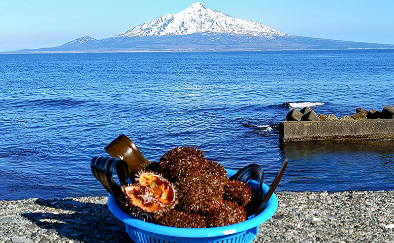 北海道 礼文島産 生うに (えぞばふんうに) 塩水パック 100g×1 生ウニ 塩水うに 魚貝類 雲丹