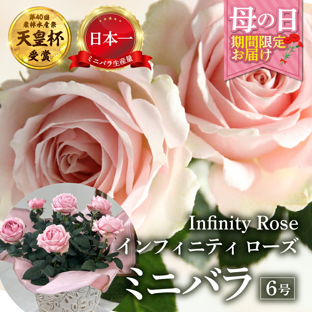 【ふるさと納税】【母の日】ミニバラ 花鉢 6号 プリンセス・オブ・インフィニティ 産地直送 [5月7日〜10日 お届け] 四季咲き 花 ガーデニング 生産量 日本一 天皇杯 ※沖縄 離島配送不可 薔薇 セントラルローズ [mt1899] 20000円 2万