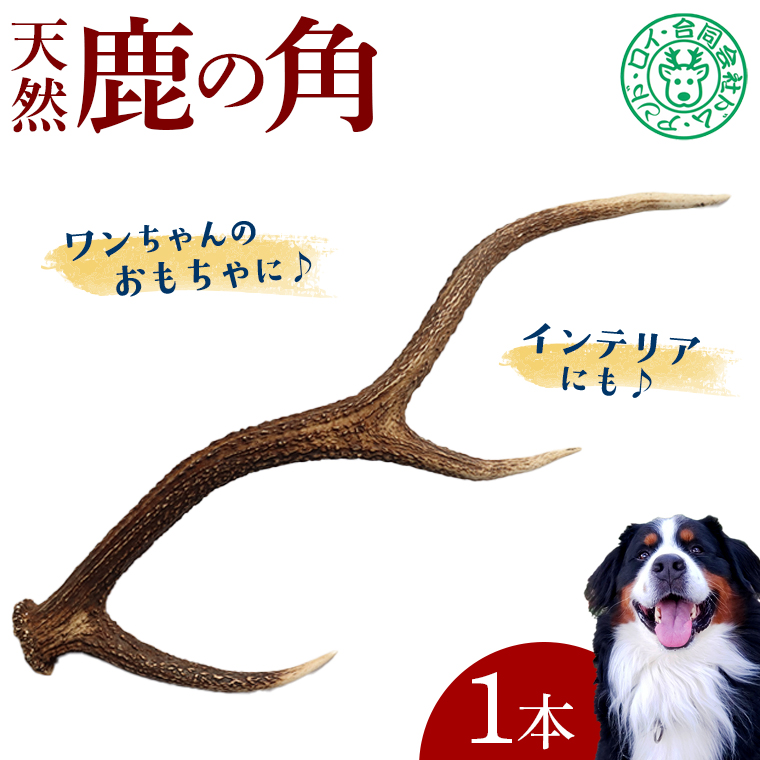 DL-9 シカの角 1本