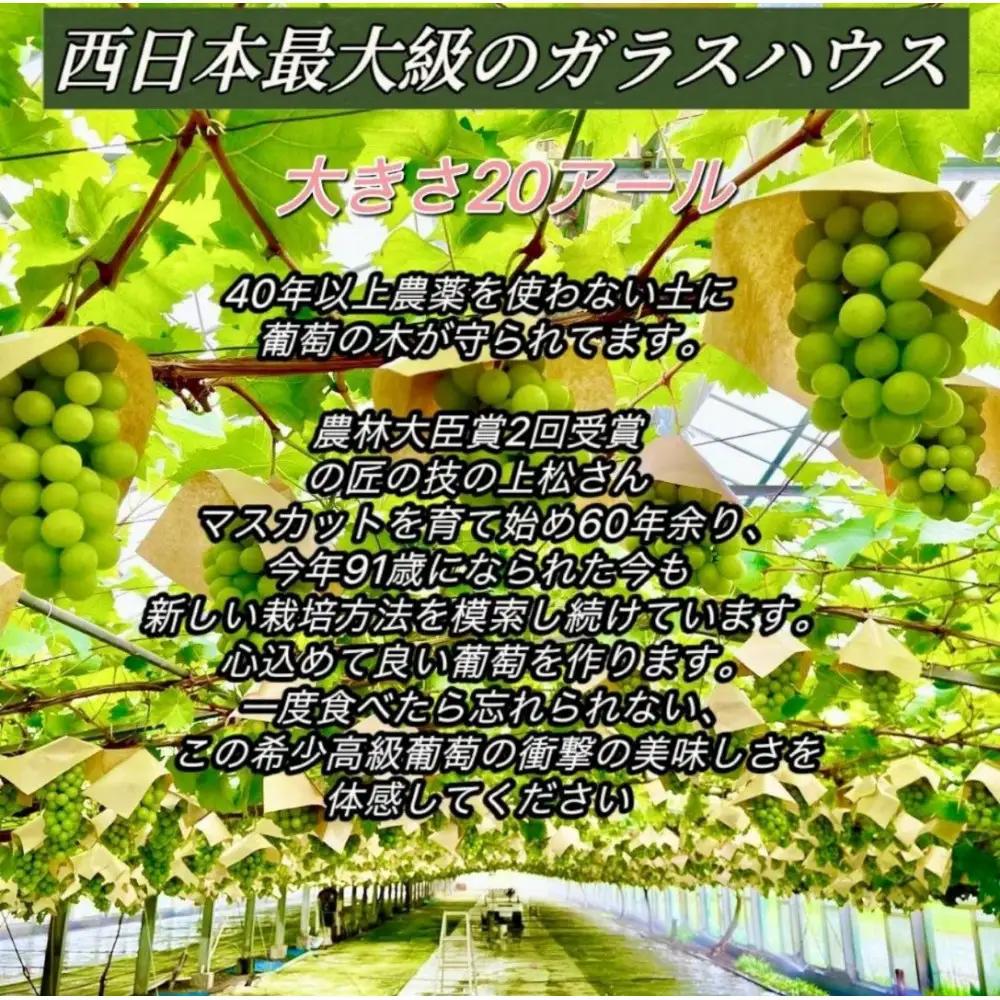 【2026年10月上旬から発送】ぶどう 2026年 紫苑 小分け 粒だけ 約170g 12パック 岡山 果物 フルーツ