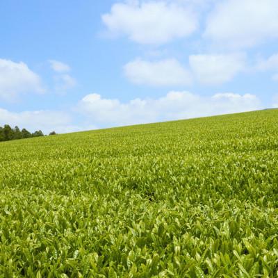 ふるさと納税 佐々町 【毎月定期便】【黄綬褒章受章】こだわり有機栽培煎茶4種飲み比べ100g×4袋(佐々町)全3回 |  | 02