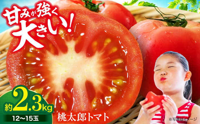 【先行予約】【4月下旬から順次発送】 トマト 桃太郎 12から15玉 約2.3kg 愛媛県大洲市/梶原農園 とまと 大玉トマト 野菜 リコピン 人気 [AGCX003]