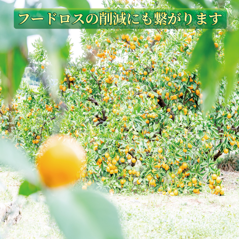 果汁100％ みかんジュース 720ml×12本 西浦
