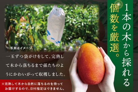 【2026年7月より順次発送】豊見城産マンゴー『殿内之宝(どぅんちのたから)・極』約1.5kg｜マンゴー フルーツ 果物 くだもの 先行予約 完熟マンゴー 沖縄フルーツ おきなわ 沖縄 沖縄県 豊見城