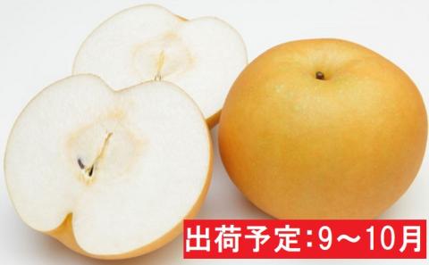 9～10月 蔵王の梨 大玉新高梨約5kg【宮城県蔵王町産・9月・10月】