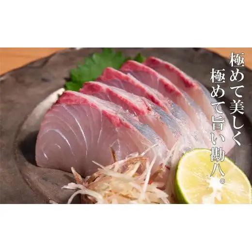 【 カンパチ 】 カンパチ 1節