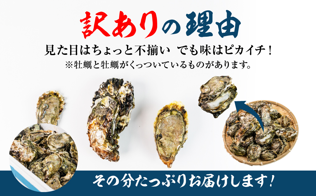 【先行予約】訳あり 殻付き 生牡蠣 3kg 加熱用 軍手・牡蠣ナイフ付 牡蠣 カキ かき 生 殻付牡蠣 フライ 鍋 バーベキュー BBQ 海鮮 魚介 魚貝 貝 魚介類 新鮮 渥美半島 田原市 愛知県 