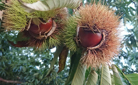 635 氷温貯蔵 栗ペースト1kg（ 茨城町産 栗 100％ 使用 )【海老澤農園】