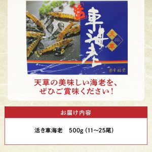 S005-001_【鮮度抜群】厳選・幸福堂の活き車えび(500g)〈先行予約〉 / 【 着日指定 】 厳選 活き 車海老  容量 500g 養殖 天草の海 鮮度抜群 旨み 甘み えび 身の締まり 海鮮