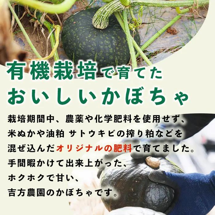 かぼちゃ ブラックのジョー 4kg 北海道 士別産  9月下旬以降準備ができ次第発送【吉方農園】 A7084