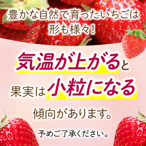 いちご 紅ほっぺ 約600g ( 約300g × 2パック ) 朝採り いちご