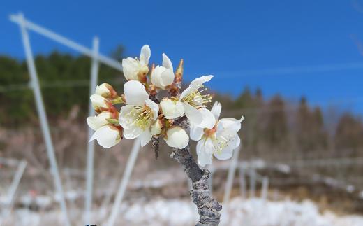 梅の花〖露茜〗　自然の中で育ったひとつめの恵み　　　　　