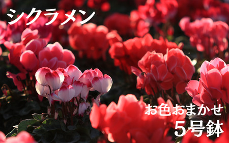 シクラメン (お色おまかせ)  5号鉢　※11月上旬～11月下旬頃発送【wakuyaengei003】