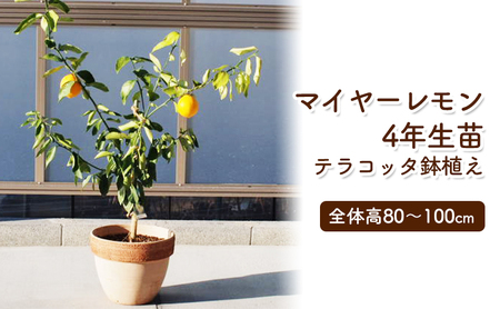 苗木 レモンの木 鉢植え 大きめサイズ テラコッタ鉢 苗木