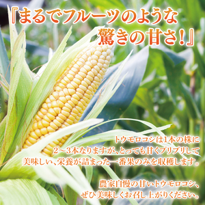 【先行予約 6月下旬から順次配送】トウモロコシ6本入　黄6入【新鮮 野菜 甘い とうもろこし 玉蜀黍 茨城県 阿見町産】(73-01)