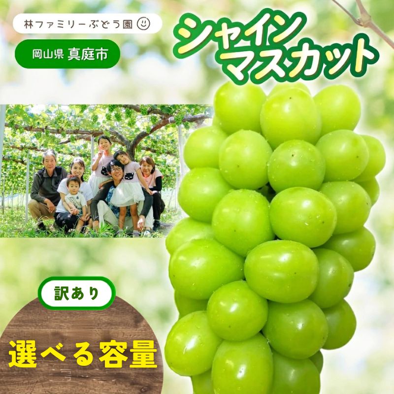 【ふるさと納税】【 訳あり 】岡山県産 林ファミリーのシャインマスカット 〈選べる容量〉【2026年 先行予約 】 / 葡萄 ぶどう マスカット 果物 フルーツ 新鮮 当日出荷 お試し 家庭用 真庭市 朝採れ