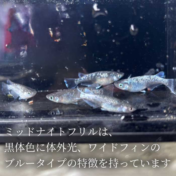 ミッドナイトフリル 4匹 めだか メダカ 飼育 生体 観賞魚 魚 ペット おまかせ ミックス おすすめ 水槽 インテリア 生物 鑑賞 熱帯魚 アクアリウム 熱帯 淡水魚 243016