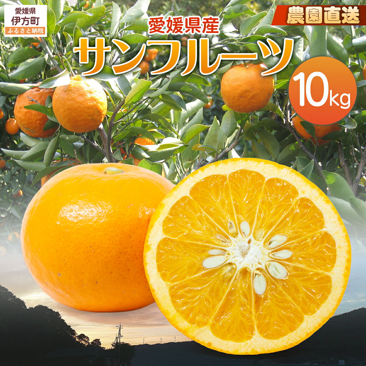 【ふるさと納税】【栽培期間中農薬不使用】【先行受付】【数量限定】農園直送！愛媛県産サンフルーツ 10kg （2026年4月上旬頃より順次発送） 【ふるさと納税 人気 おすすめ 柑橘 みかん 蜜柑 サンフルーツ フルーツ 果物 産地直送 ギフト 愛媛県 伊方町 送料無料】 IKTG012