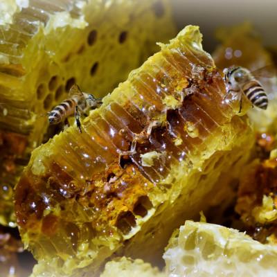 ふるさと納税 南部町 青森県南部町　日本ミツバチのはちみつ　希少な百花舞蜜1100g |  | 01