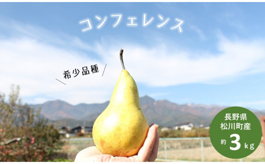 KL08 洋梨 コンフェレンス 約3kg 贈答 松川町産／2026年9月下旬頃から配送予定 // 長野県 南信州 松川町 洋梨 コンフェレンス 洋梨世界会議 希少品種 農家直送 贈答 果物 フルーツ