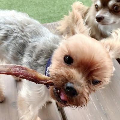 ふるさと納税 吉野ヶ里町 犬のおやつ☆天然いのししの骨ガム☆超小型犬向け |  | 02