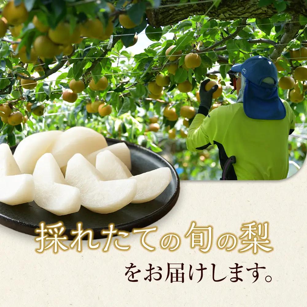 【品種はおまかせ】旬の 梨 ミックスセット 3kg ※2026年8月下旬～12月下旬頃に順次発送予定  梨