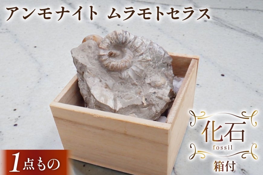 
                  化石 ムラモトセラス（羽幌産）アンモナイト 箱付 [加藤樹石苑 北海道 歌志内市 01227an023] 1点物 北海道産 インテリア 置物 コレクション 鉱石
                