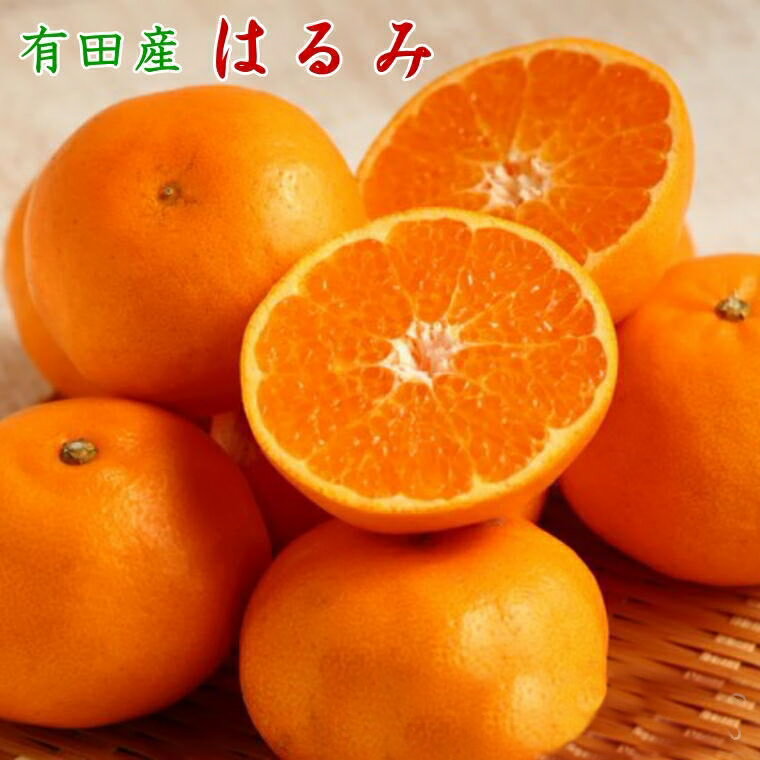 【ふるさと納税】【厳選・濃厚】紀州有田産 はるみ / デコポン 姉妹品種 甘い 高級 和歌山 有田 柑橘 ※1月下旬頃〜2月中旬頃に順次発送予定 //dekopon